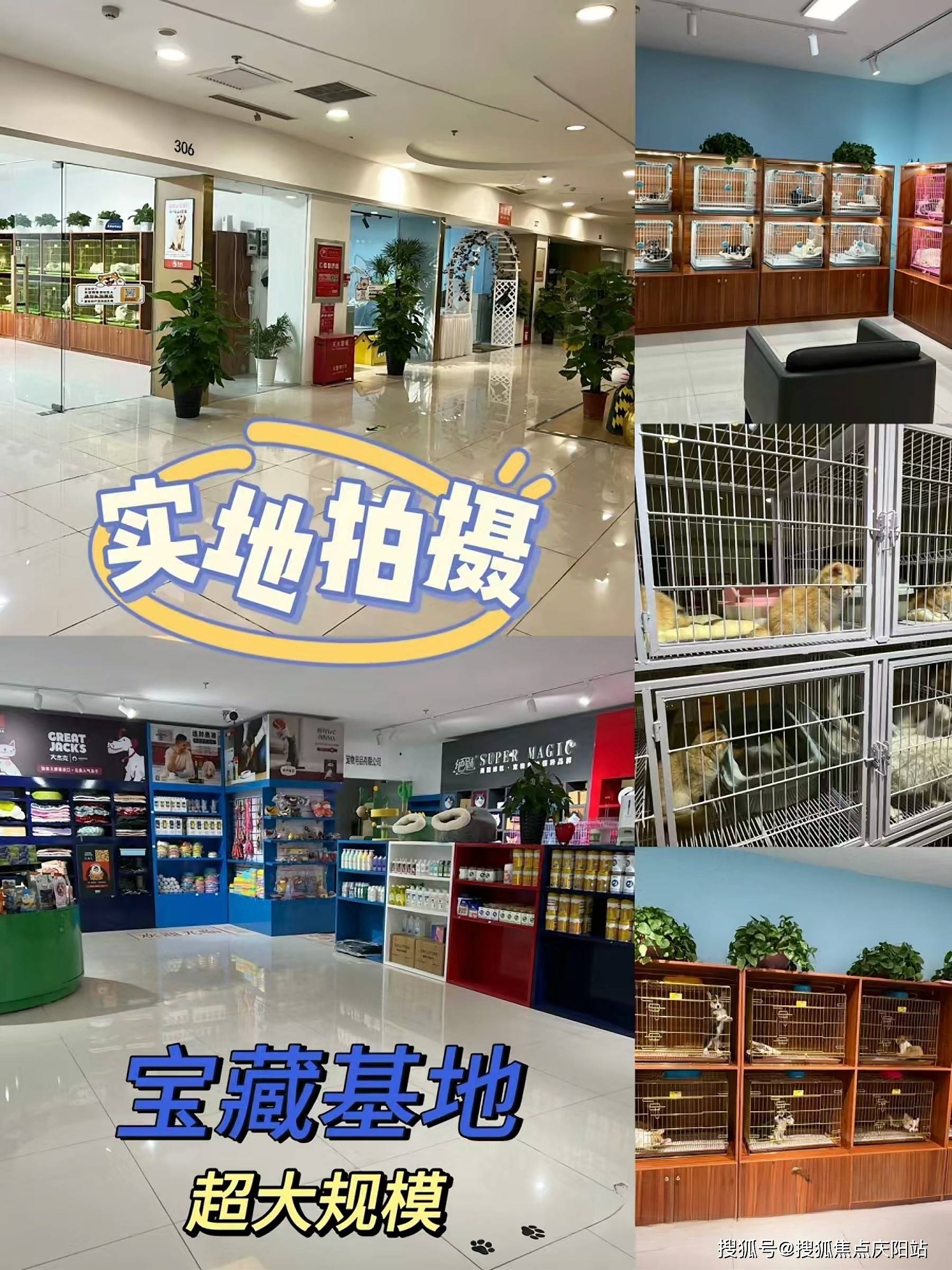 北京买泰迪犬丨北京朝阳区哪家宠物店有卖泰迪犬的丨北京福安家猫犬舍