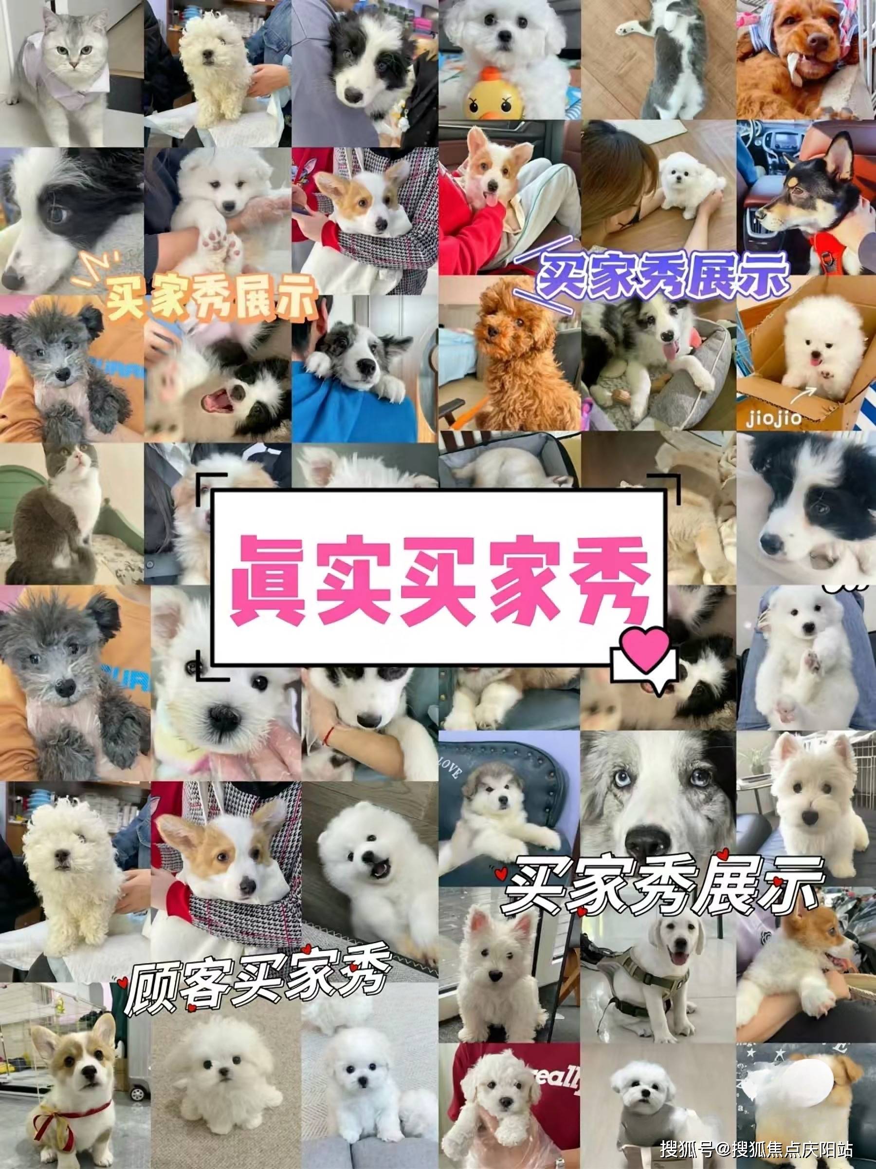 常州武进区哪里可以买到品相好的博美犬?常州这里买博美犬便宜又好看