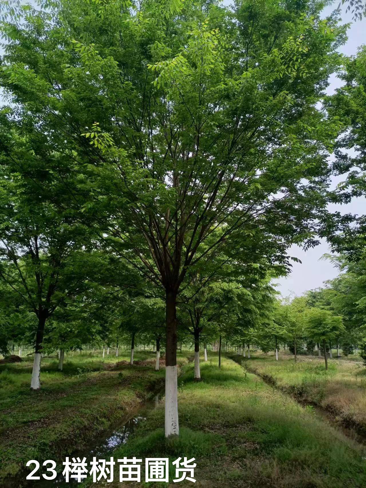 经济树木种植图片