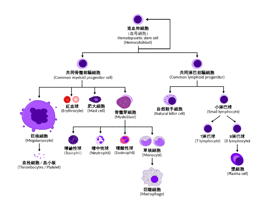 疏松结缔组织巨噬细胞图片