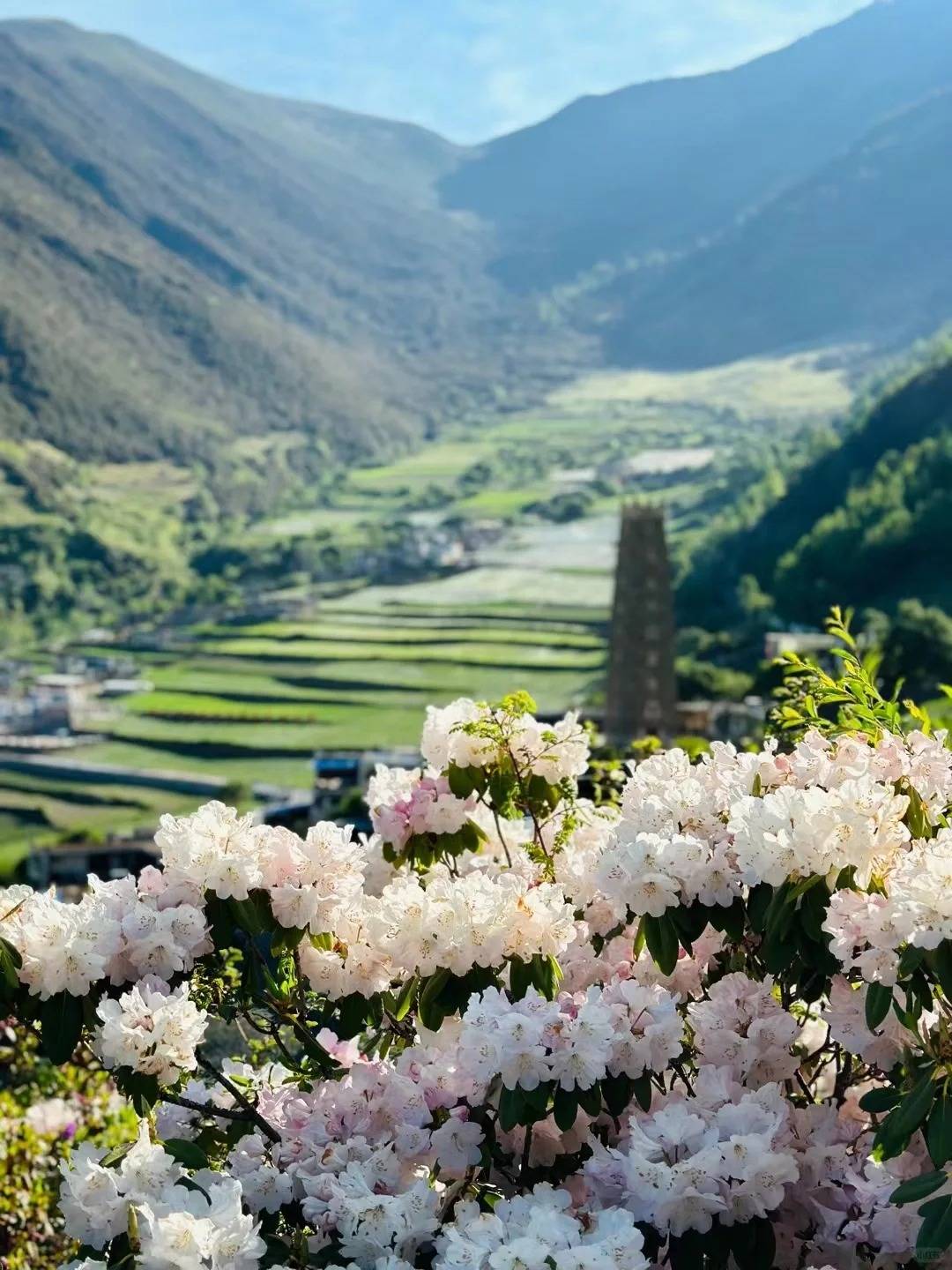高度:董马藏寨海拔大概3300,后山高山草甸海拔大概3800景色99门票