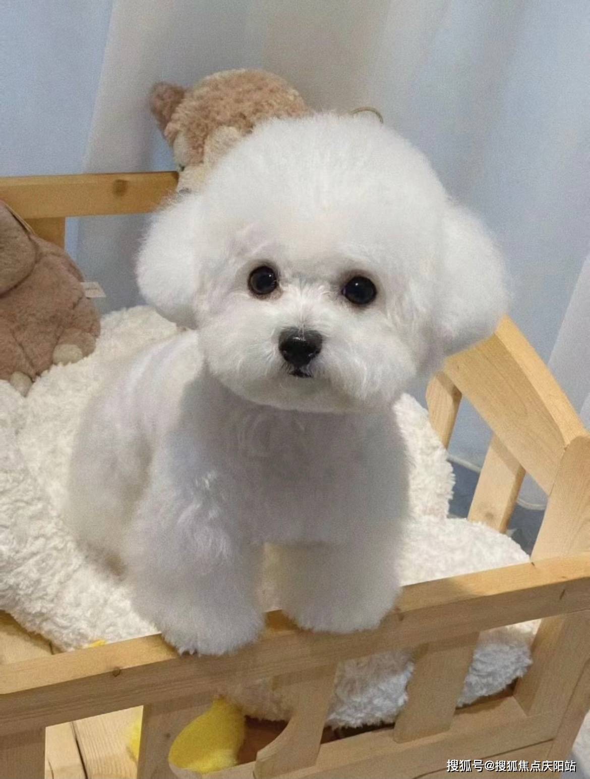 广州买比熊犬首页网站(广州白云区)买比熊犬在哪里买靠谱又便宜