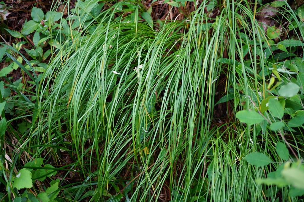 我见到的山东本土植物和园林栽培植物