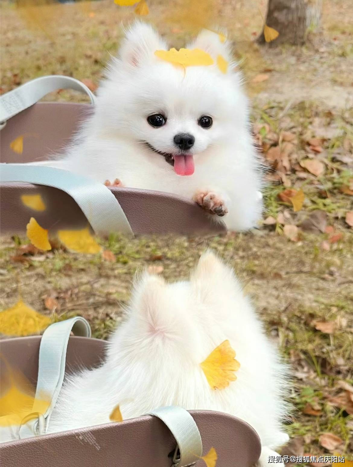 东莞买博美犬首页网站(东莞东城区)买博美犬在哪里买靠谱又便宜