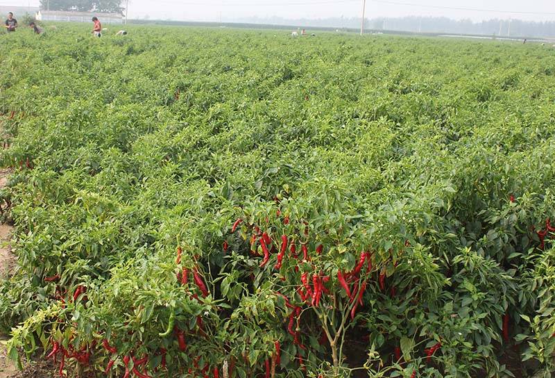 羊角红一号鸡泽羊角椒辣椒种子