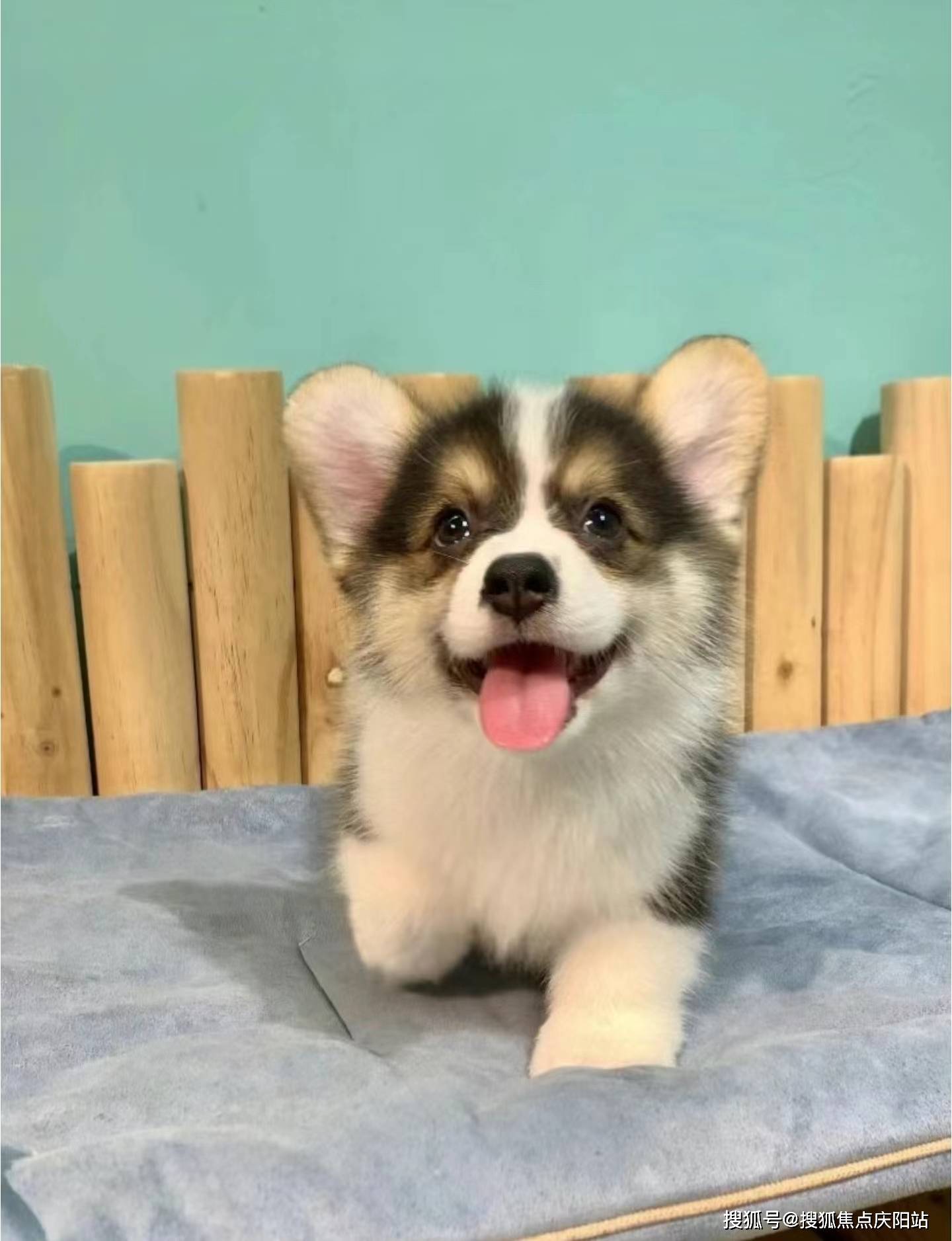 成都买柯基犬首页网站(成都金牛区)买柯基犬哪里比较安全