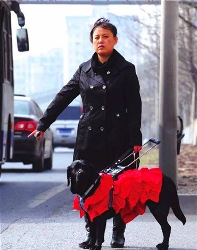 导盲犬珍妮近况:已经退役了,"有生之年"最大愿望是见到她