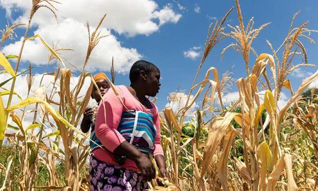 津巴布韦:全民沉迷于"止咳糖浆",辉煌不复