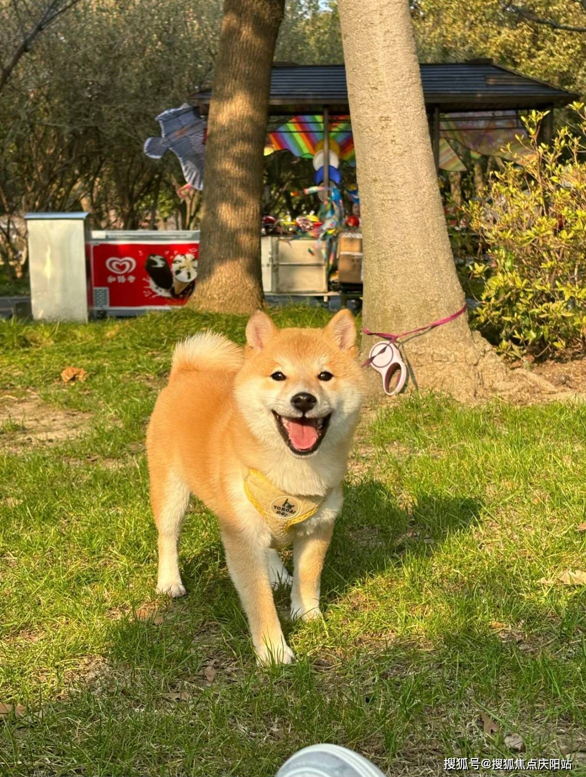 湖州买柴犬首页网站(湖州南浔区)买柴犬的地方