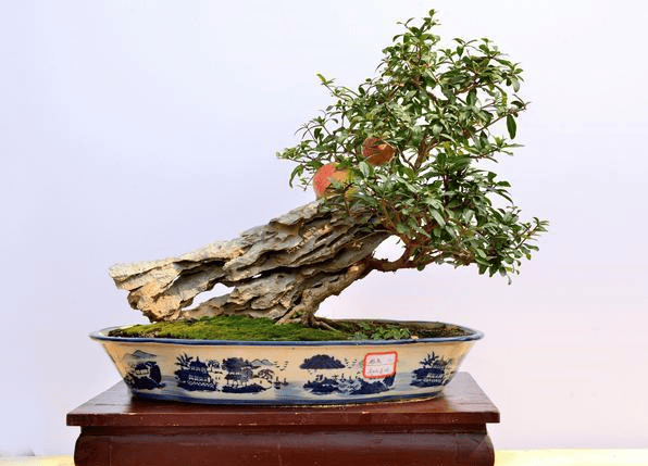 原创6月份给石榴换盆,如何才能提高成活率?这是我见过最有用的办法