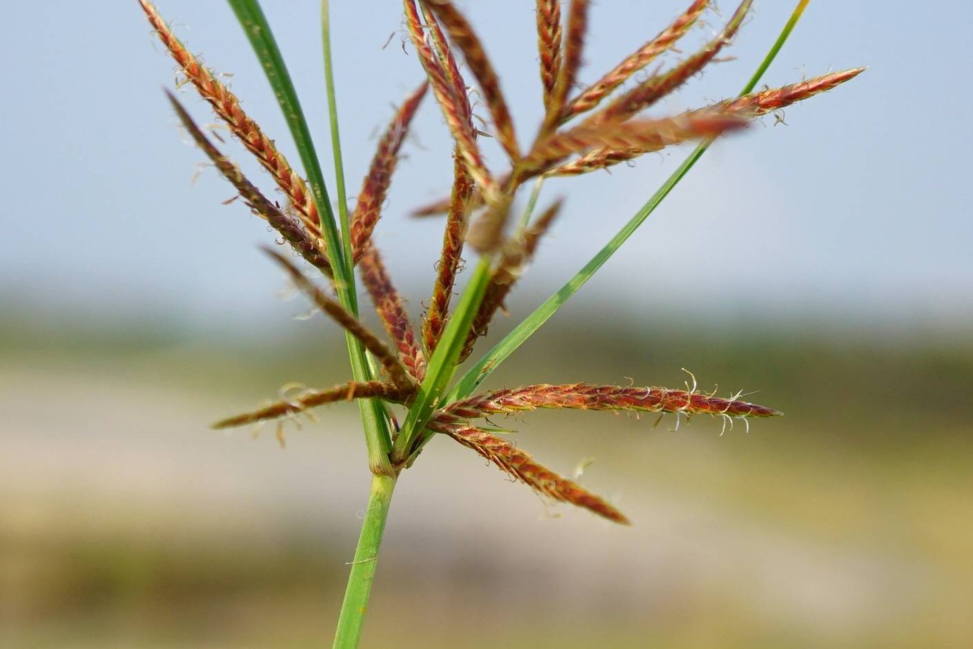 我见到的山东本土植物和园林栽培植物(228)香附子