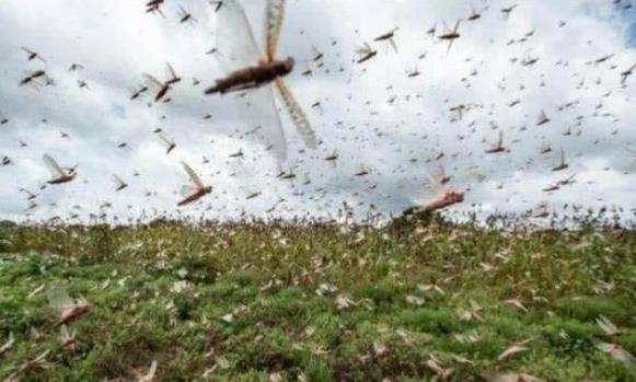 我们中国自古以来也是一个蝗虫灾害频仍的大国,尤其是蝗灾往往伴随着