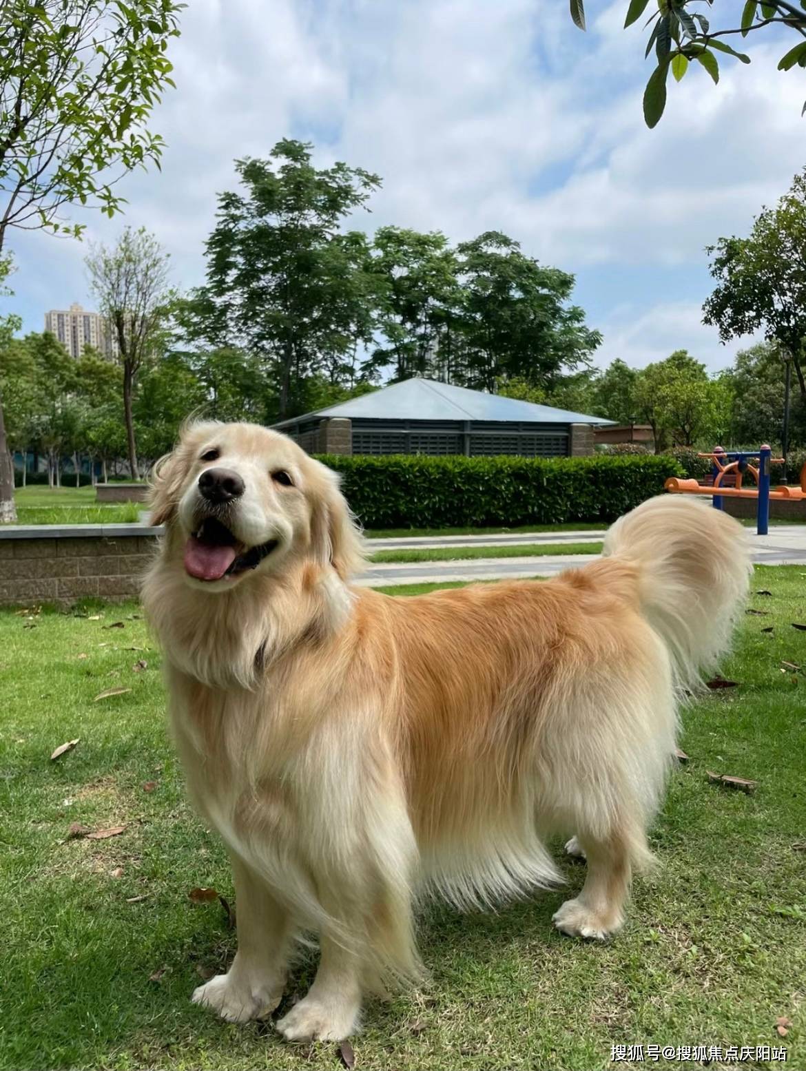 西安买金毛犬首页网站