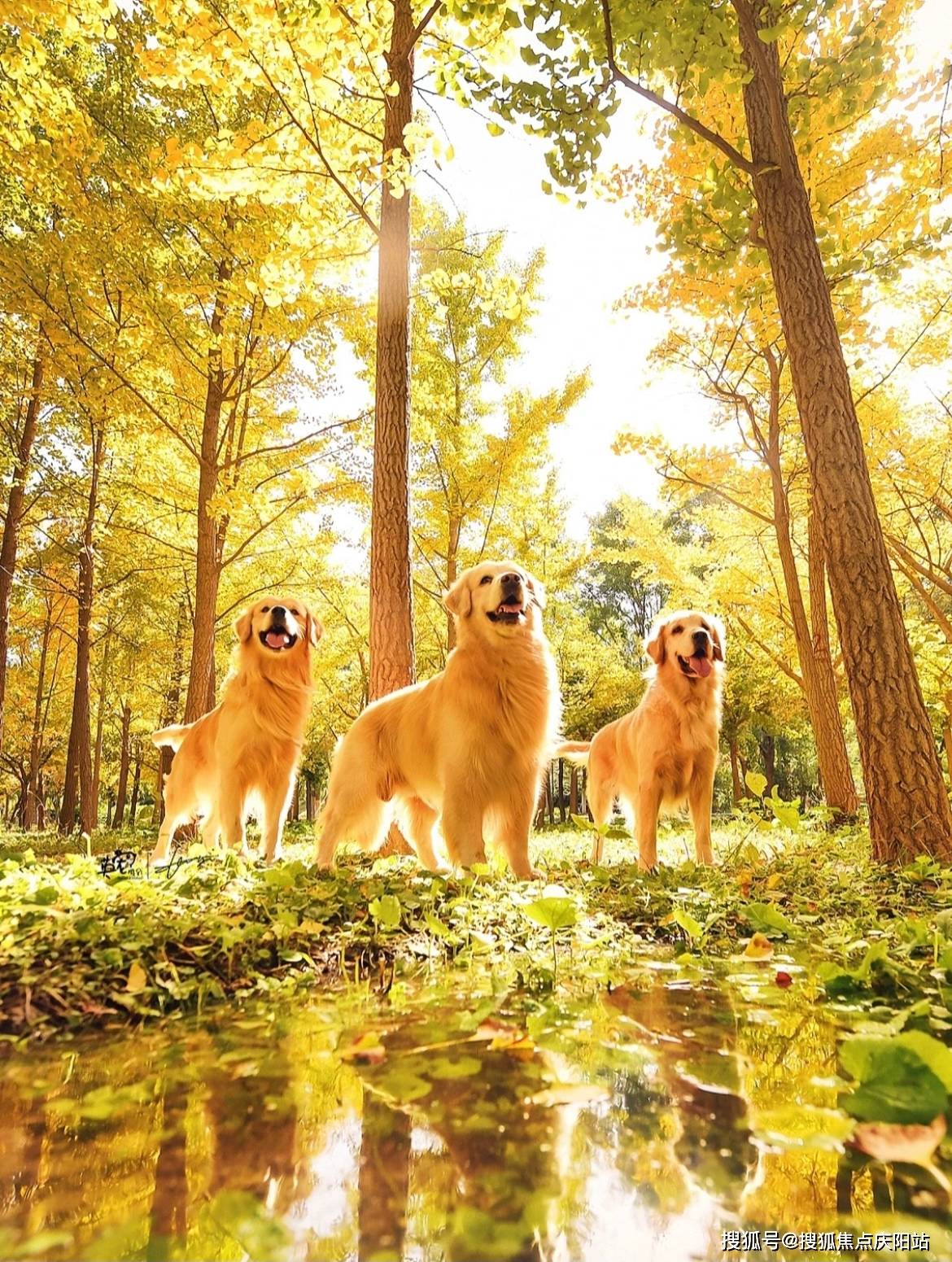 西安买金毛犬首页网站(西安长安区)金毛犬什么价格