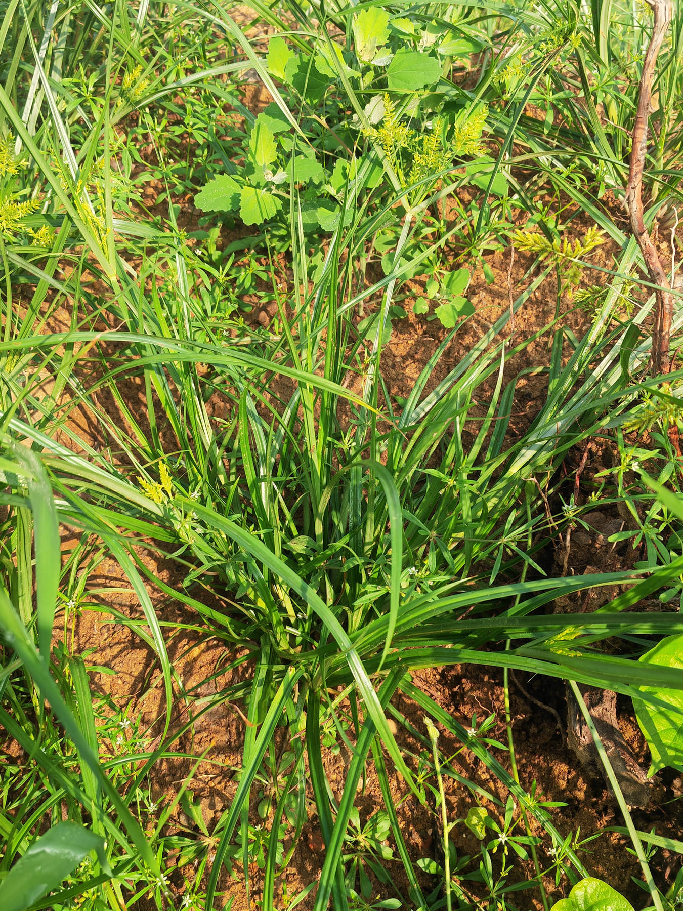 里的"水莎草"别名,三棱草;来源: 莎草科藨草属植物扁秆荆三棱,以块茎