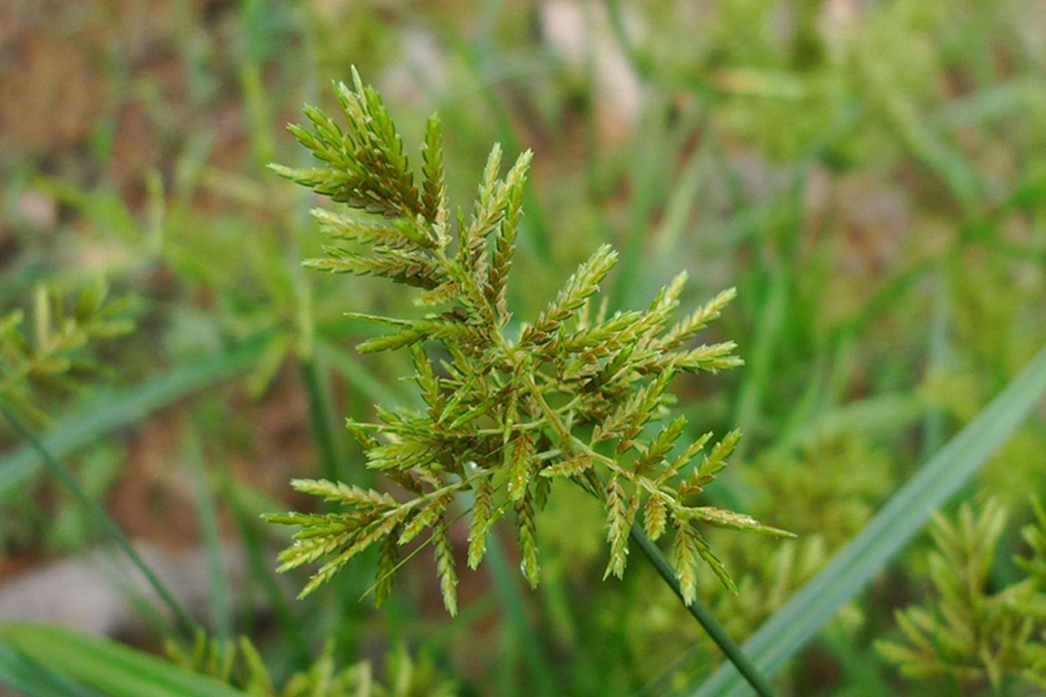 里的"水莎草"别名,三棱草;来源: 莎草科藨草属植物扁秆荆三棱,以块茎