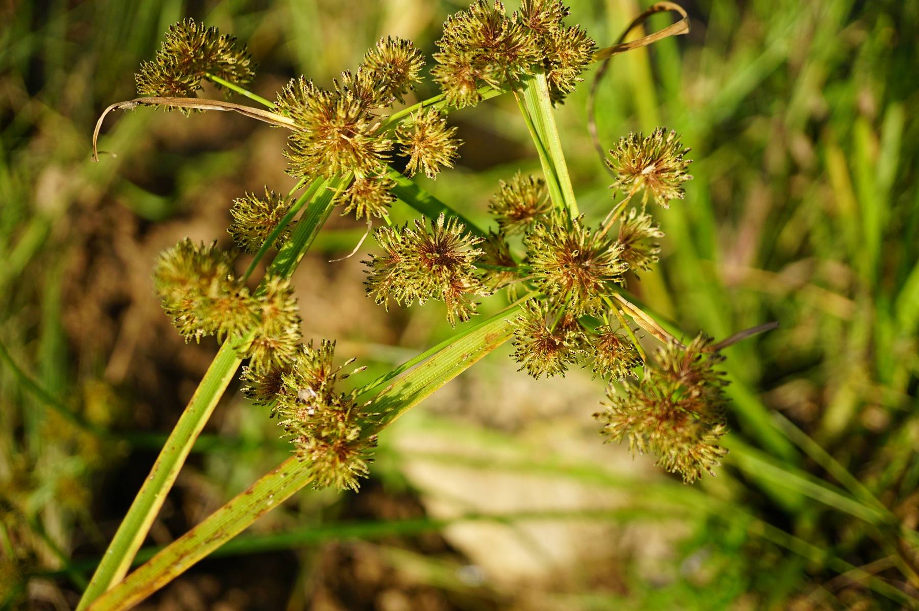 我见到的山东本土植物和园林栽培植物(236)异型莎草