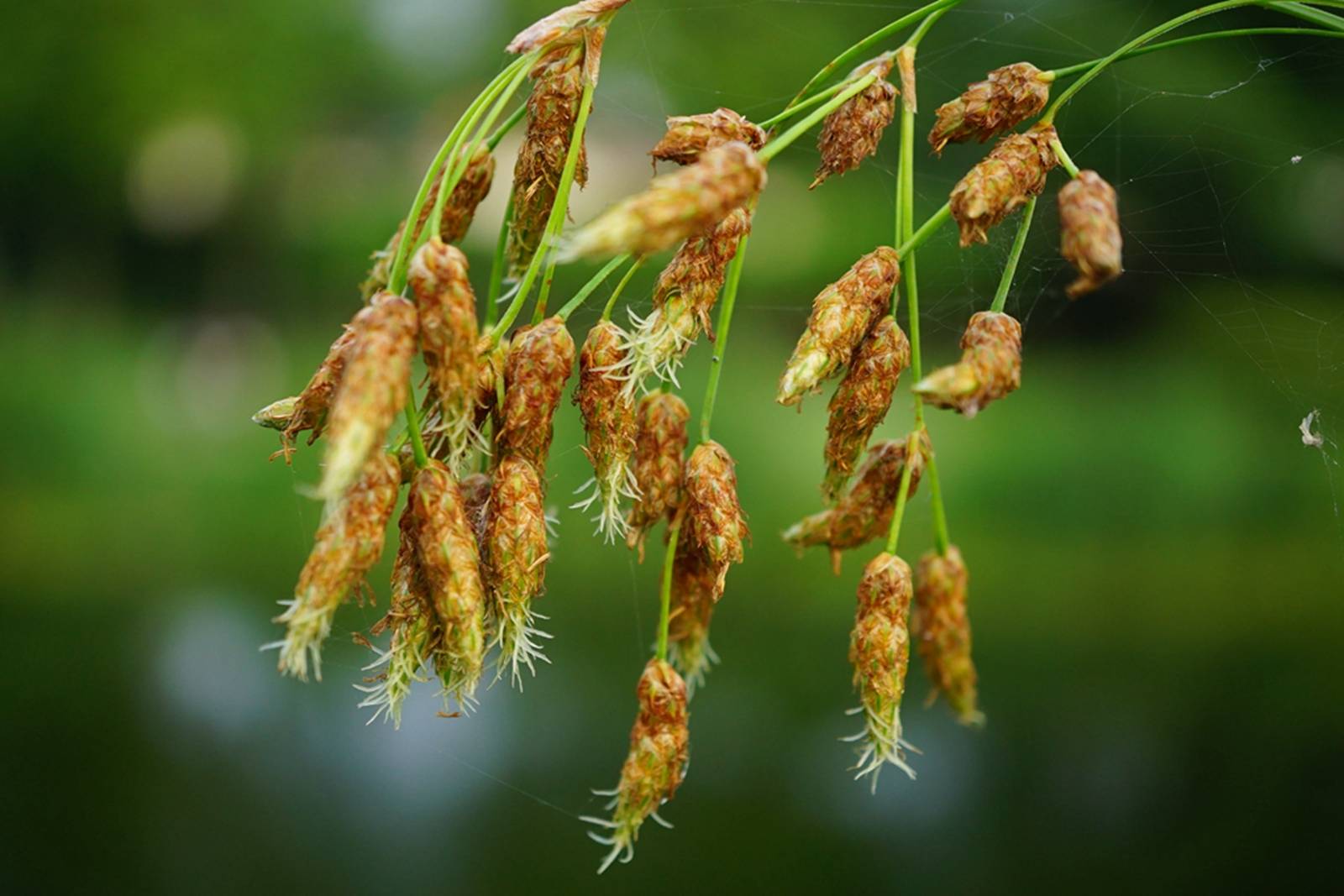 我见到的山东本土植物和园林栽培植物(238)水葱