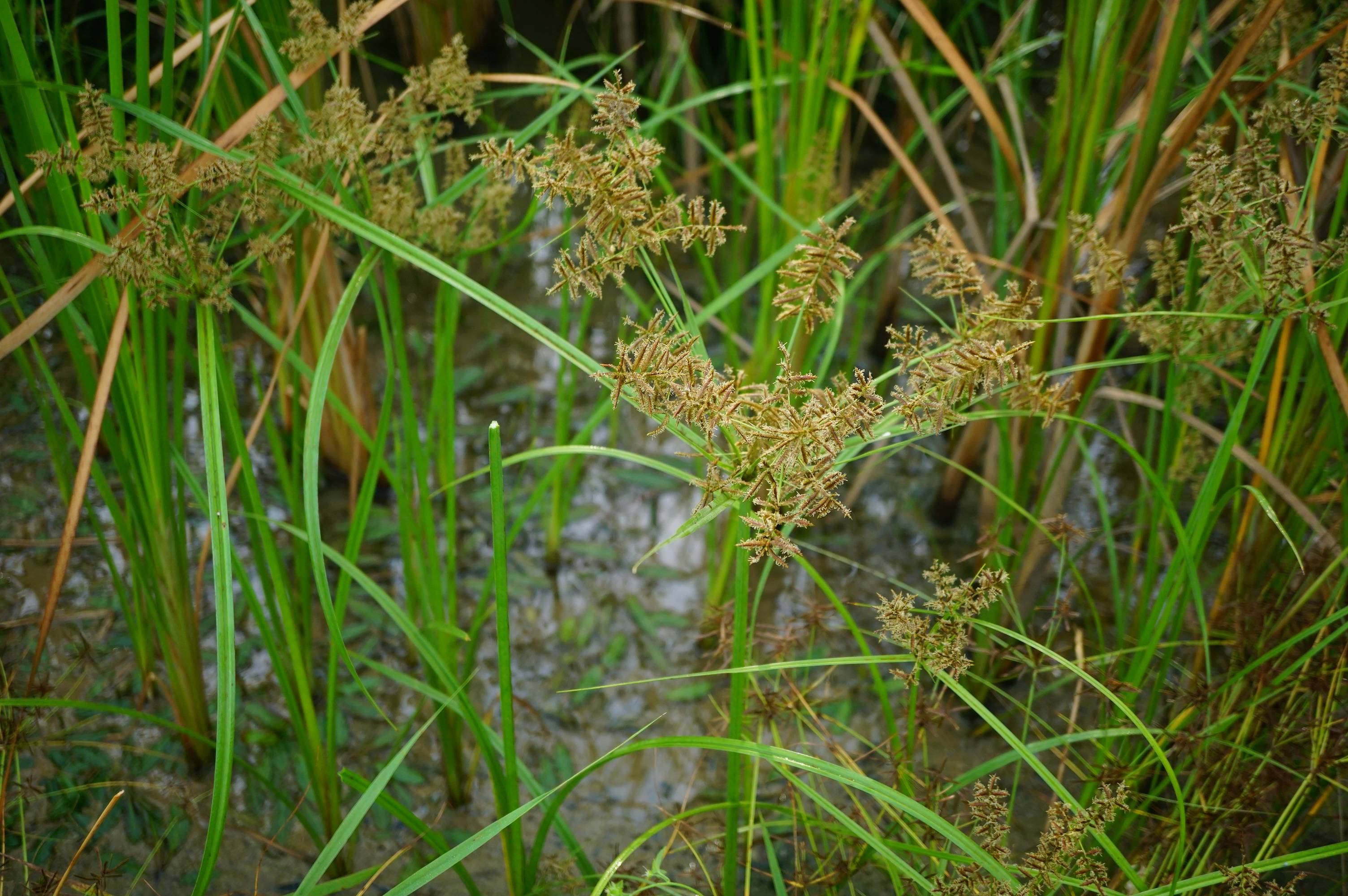 里的"水莎草"别名,三棱草;来源: 莎草科藨草属植物扁秆荆三棱,以块茎