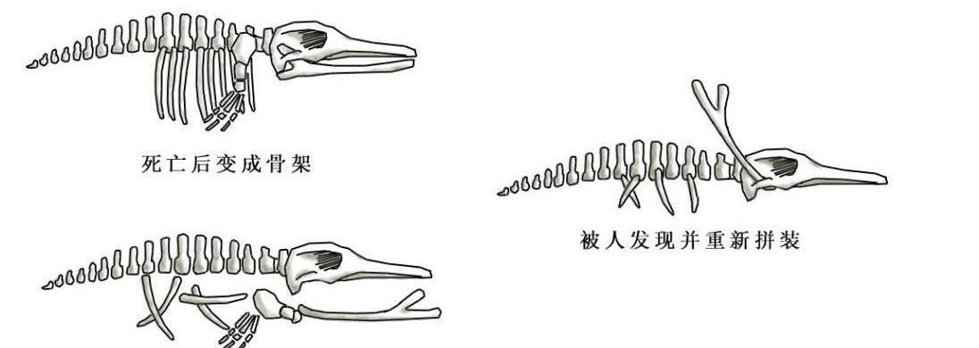 1934年营口坠龙是真是假?老人上交龙骨揭秘,"龙"或许真实存在