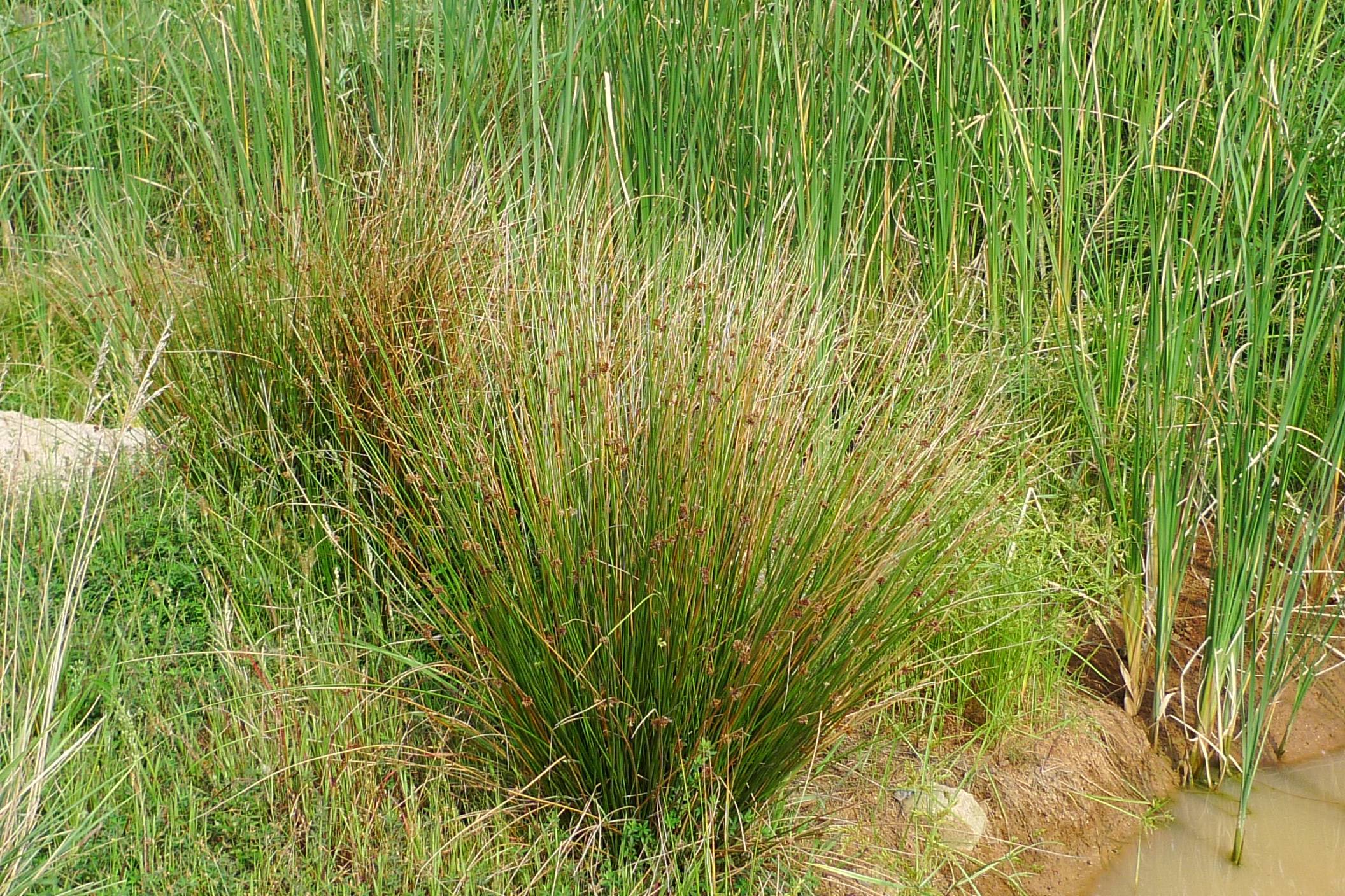 我见到的山东本土植物和园林栽培植物