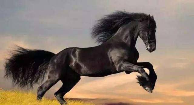 神秘的"汗血宝马",被绘制在国徽中央,真能日行千里流汗血吗?