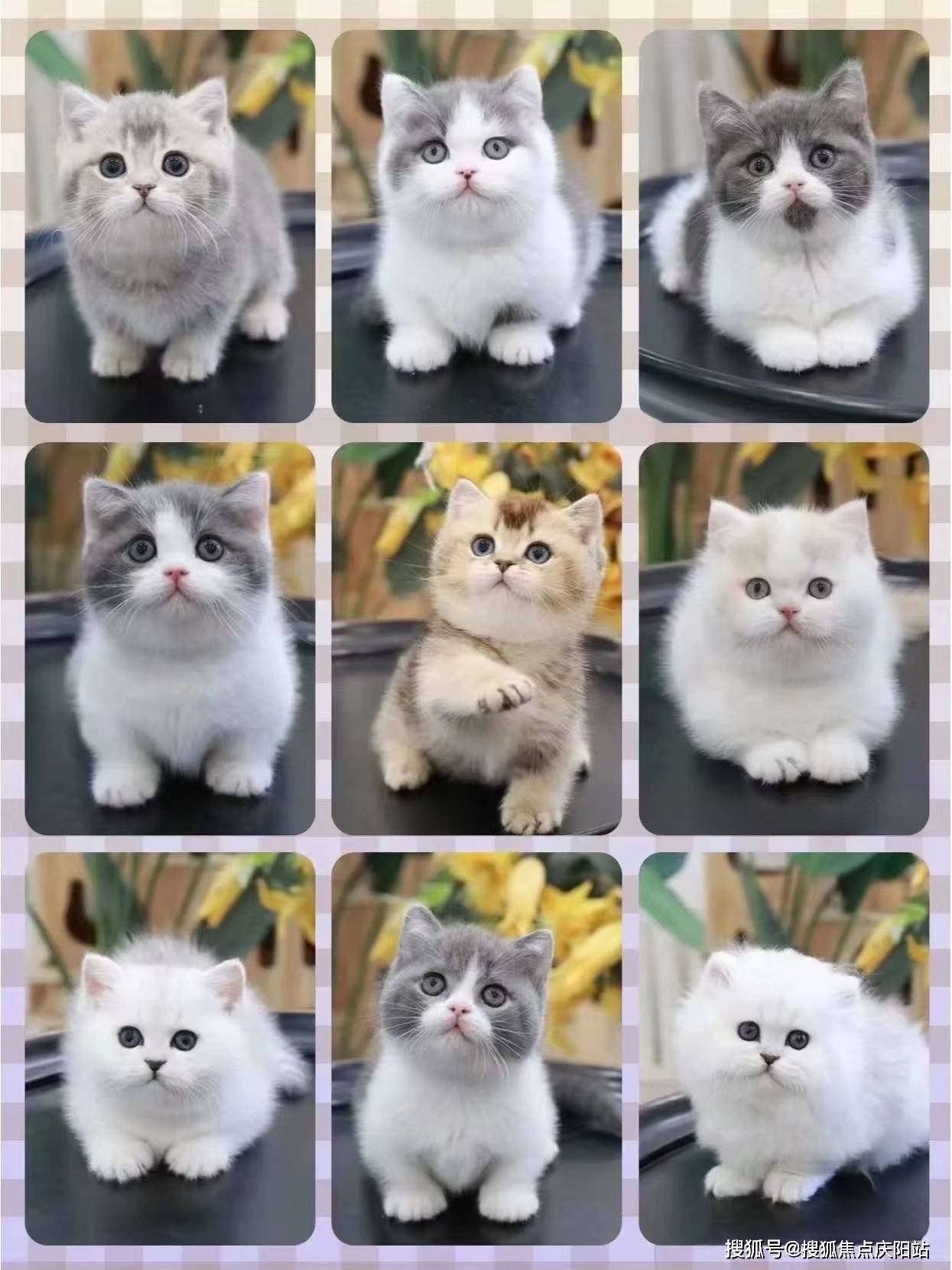 南京买英短蓝金猫首页网站(南京雨花台区)哪里可以买到品相好的英短