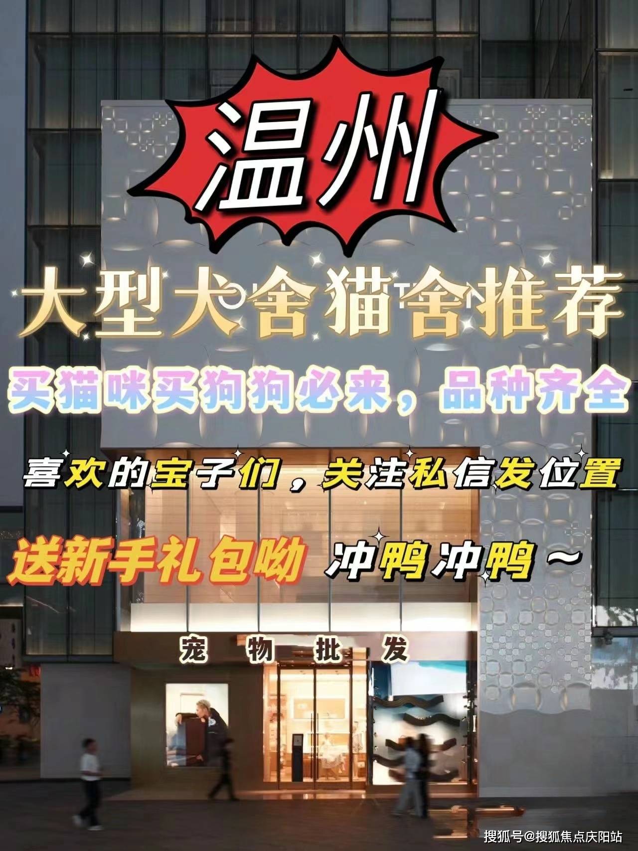 温州鹿城区买英短蓝金猫的宠物店哪家口碑好?