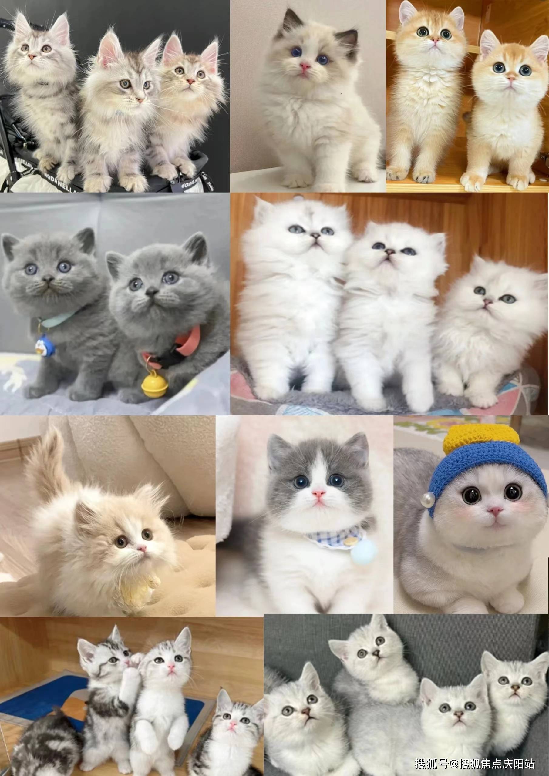 广州买英短蓝猫首页网站(广州白云区)英短蓝猫什么价格