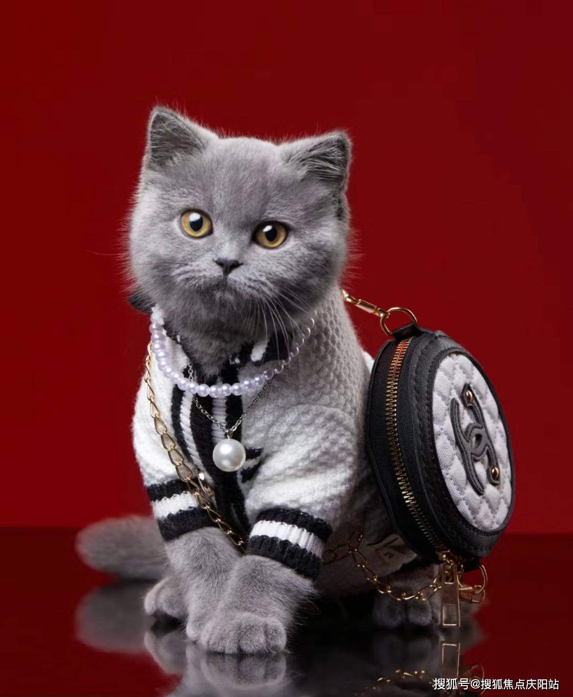 蓝猫首页网站(北京朝阳区)哪家宠物店有卖英短蓝猫的_福安_品种_咨询