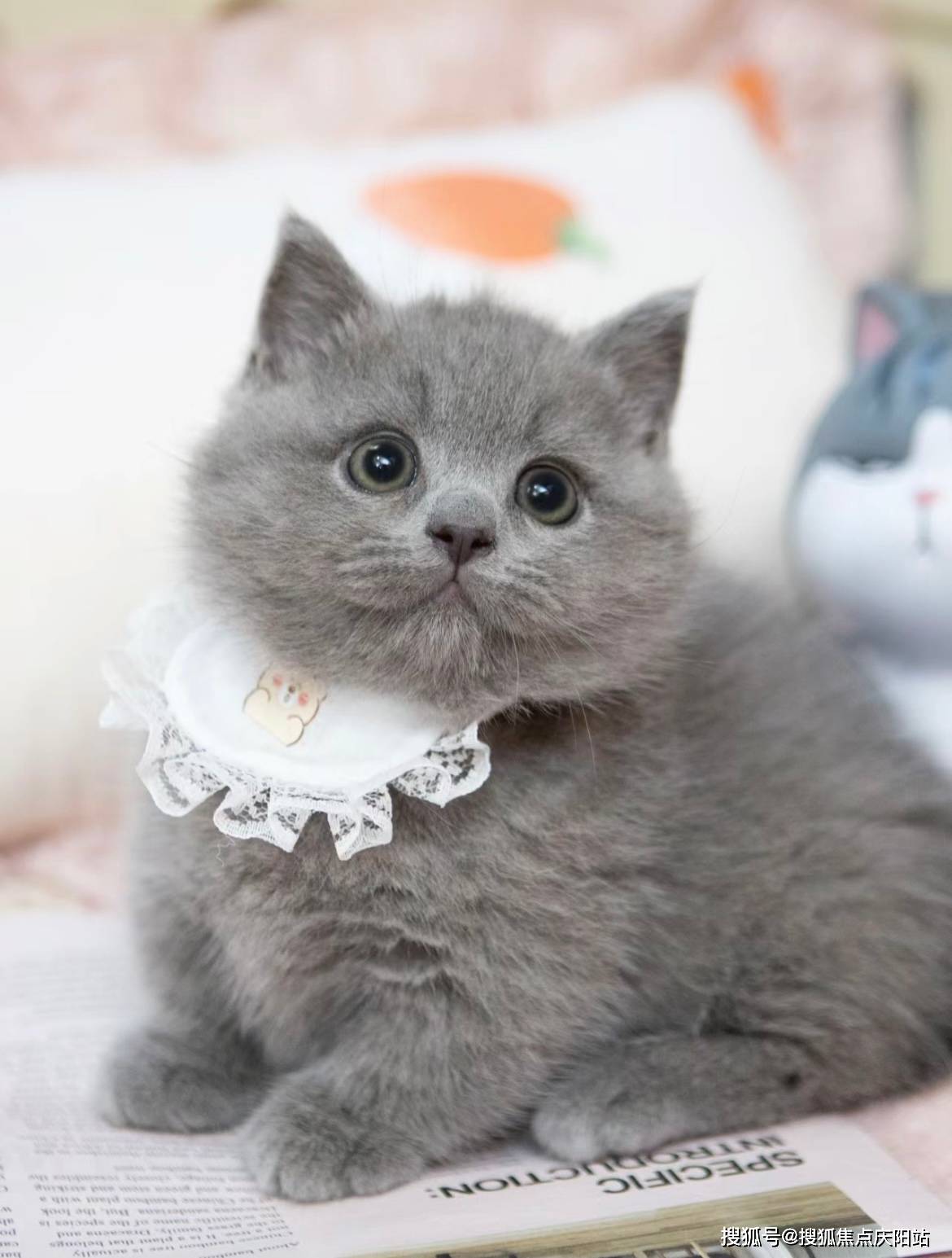 宁波买英短蓝猫首页网站(宁波海曙区)买英短蓝猫的地方