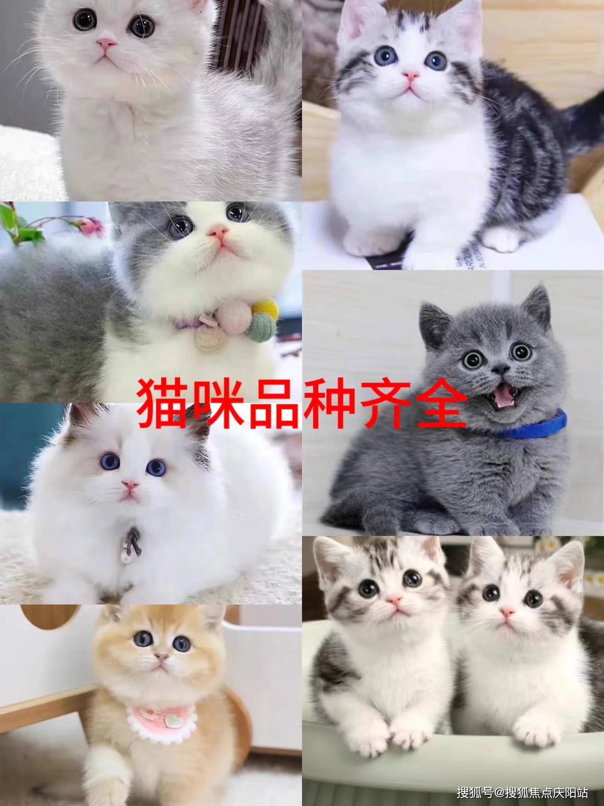 重庆买英短蓝猫首页网站(重庆九龙坡区)哪里可以买到英短蓝猫