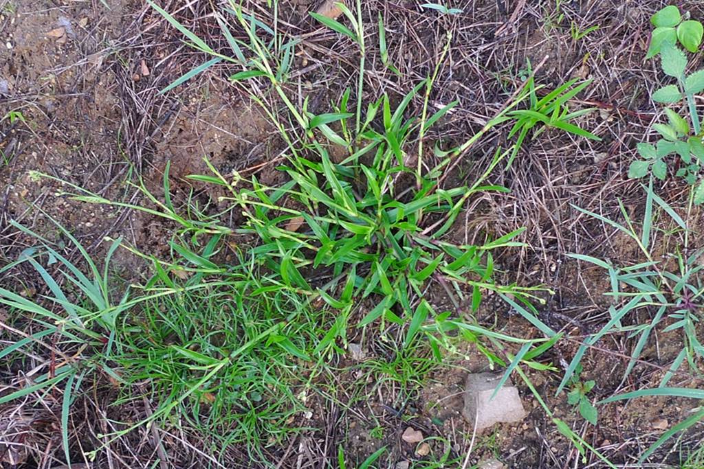 我见到的山东本土植物和园林栽培植物(267) 裸花水竹叶