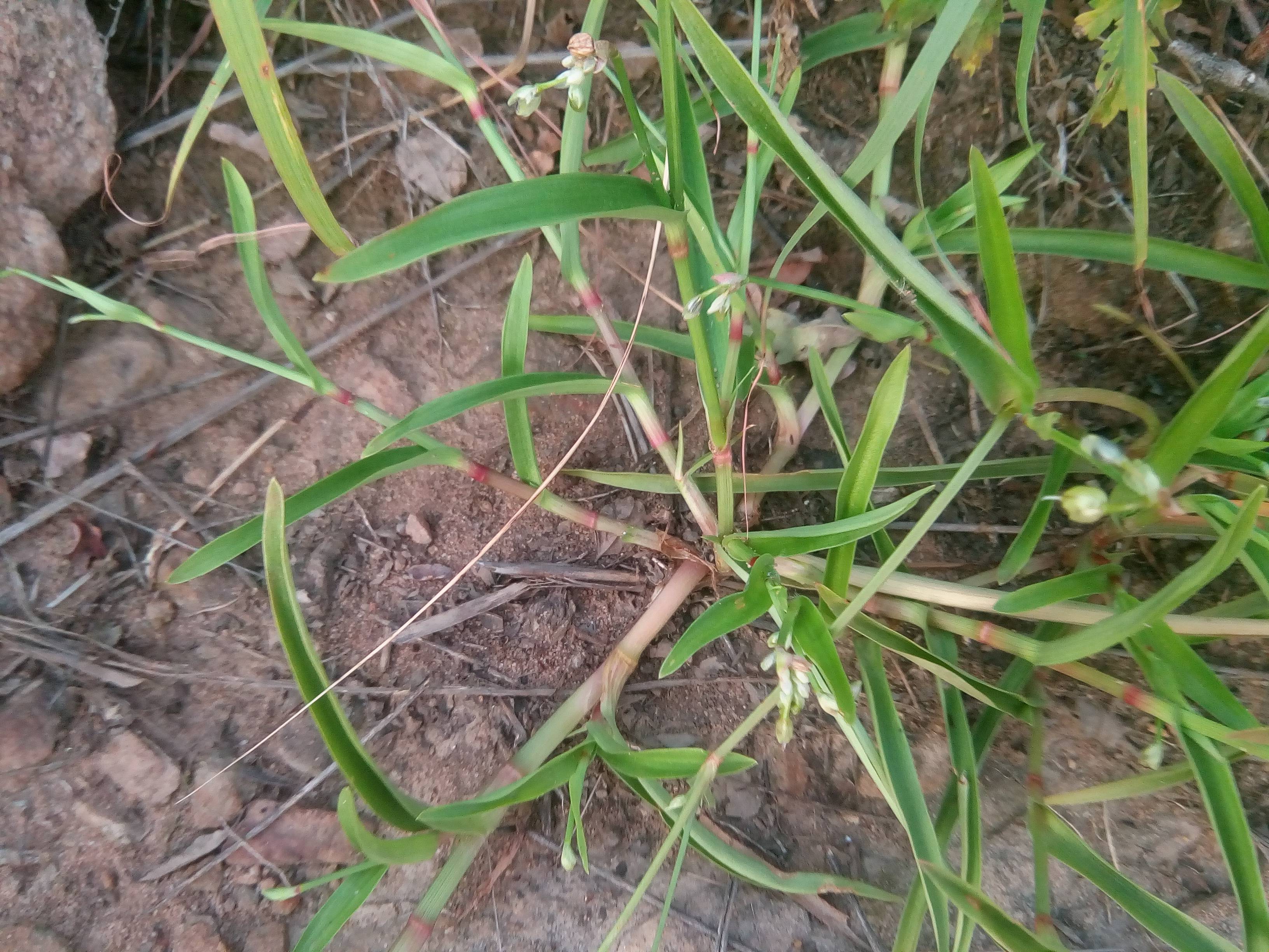 我见到的山东本土植物和园林栽培植物(267) 裸花水竹叶