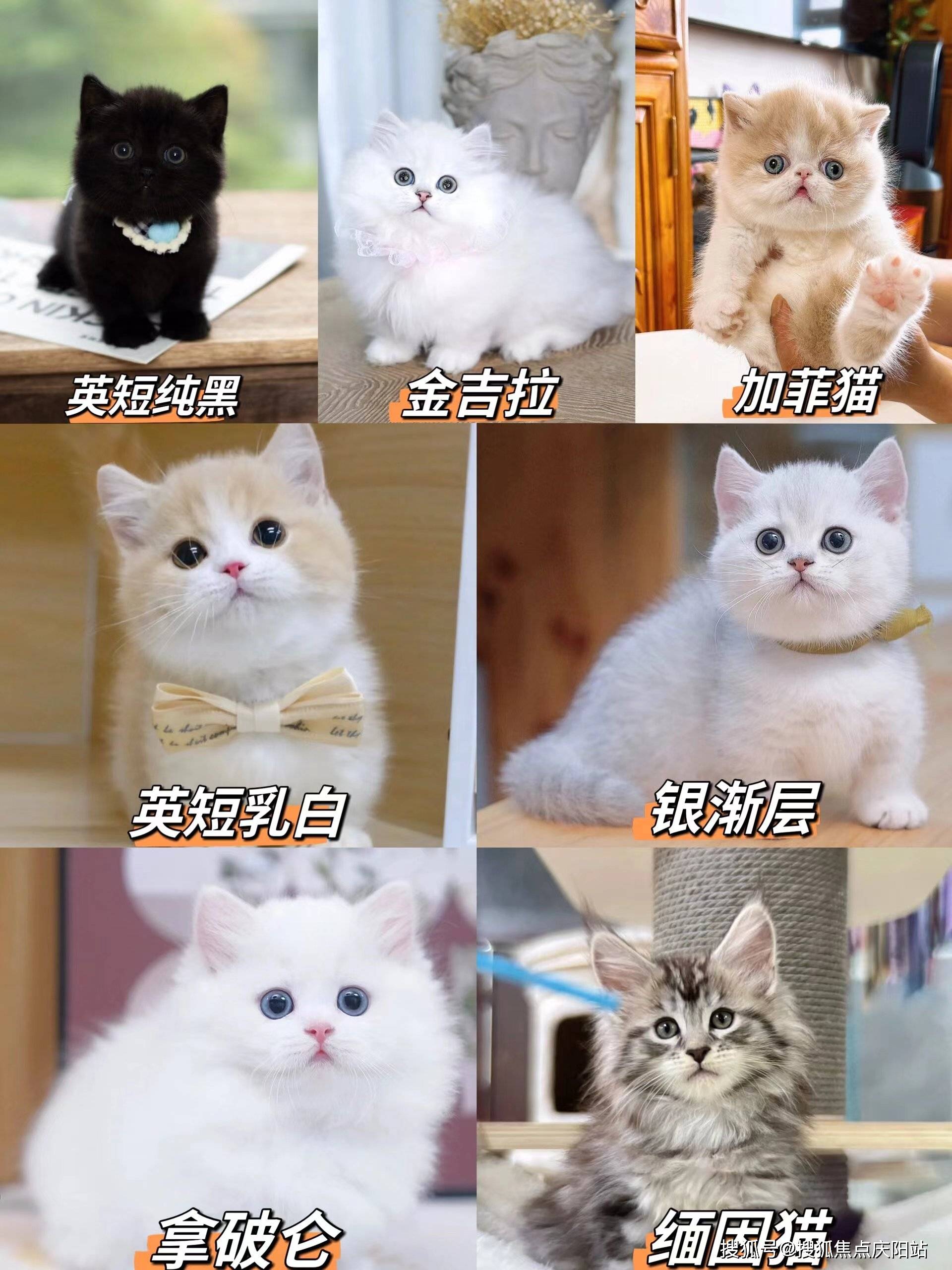 重庆买英短蓝猫首页网站(重庆九龙坡区)哪里可以买到品相好的英短蓝猫