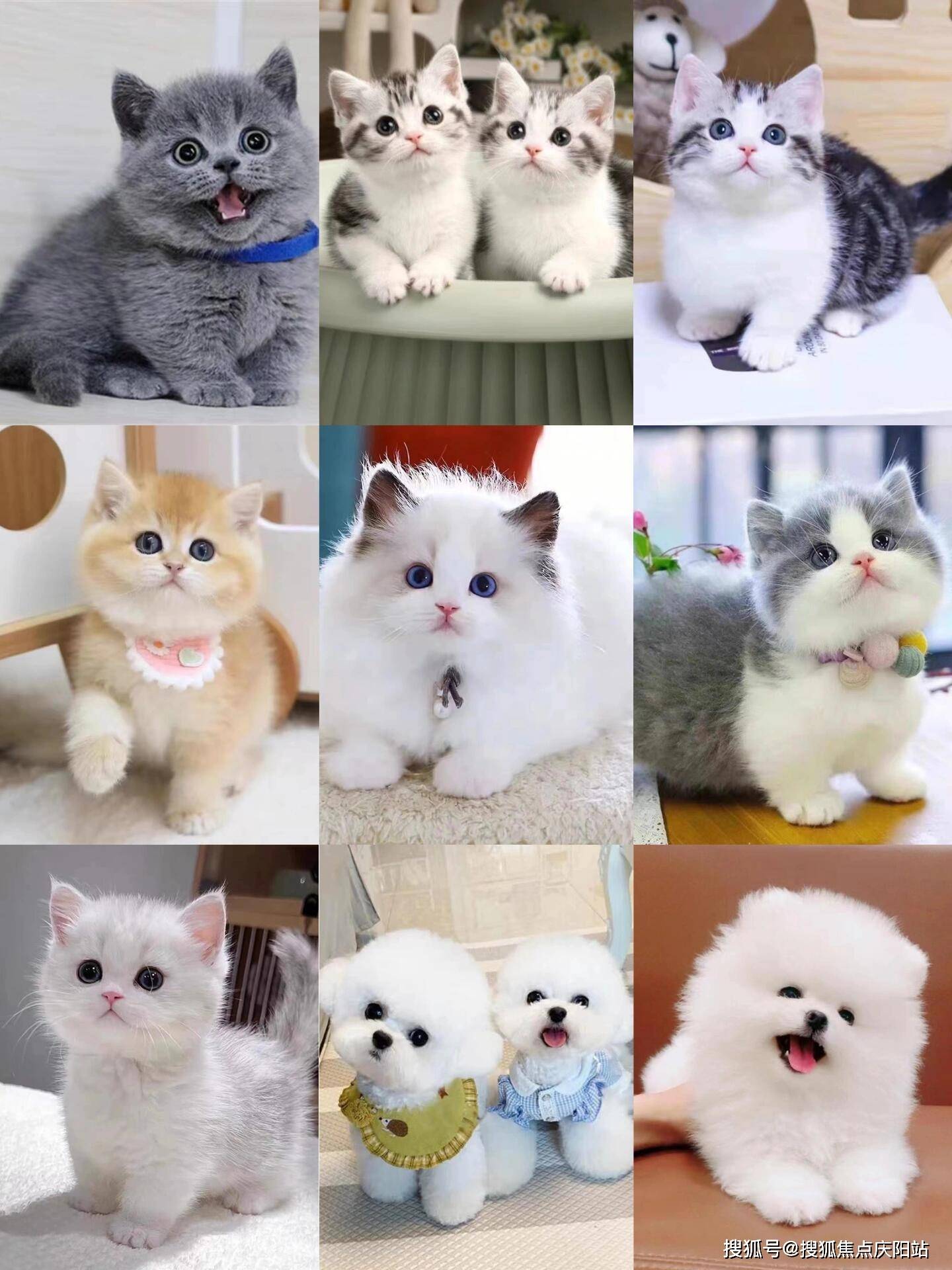 上海买英短蓝猫首页网站(上海浦东新区)哪里可以买到品相好的英短蓝猫