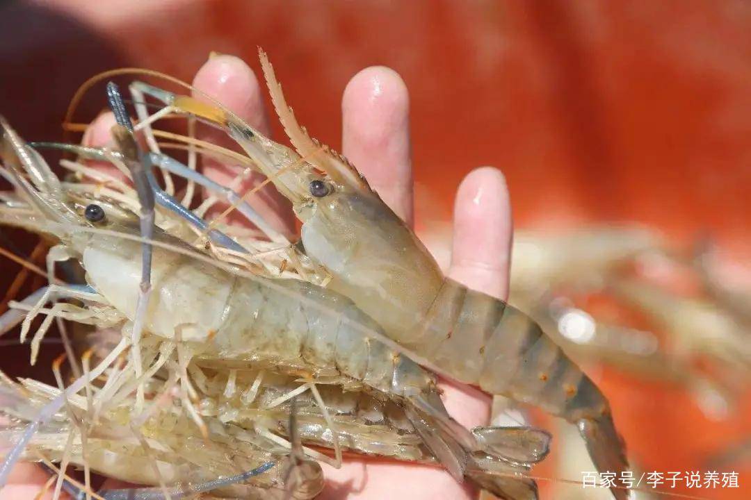 广东毅然生态农业有限公司罗氏虾合作养殖技术指导:扶持力度大