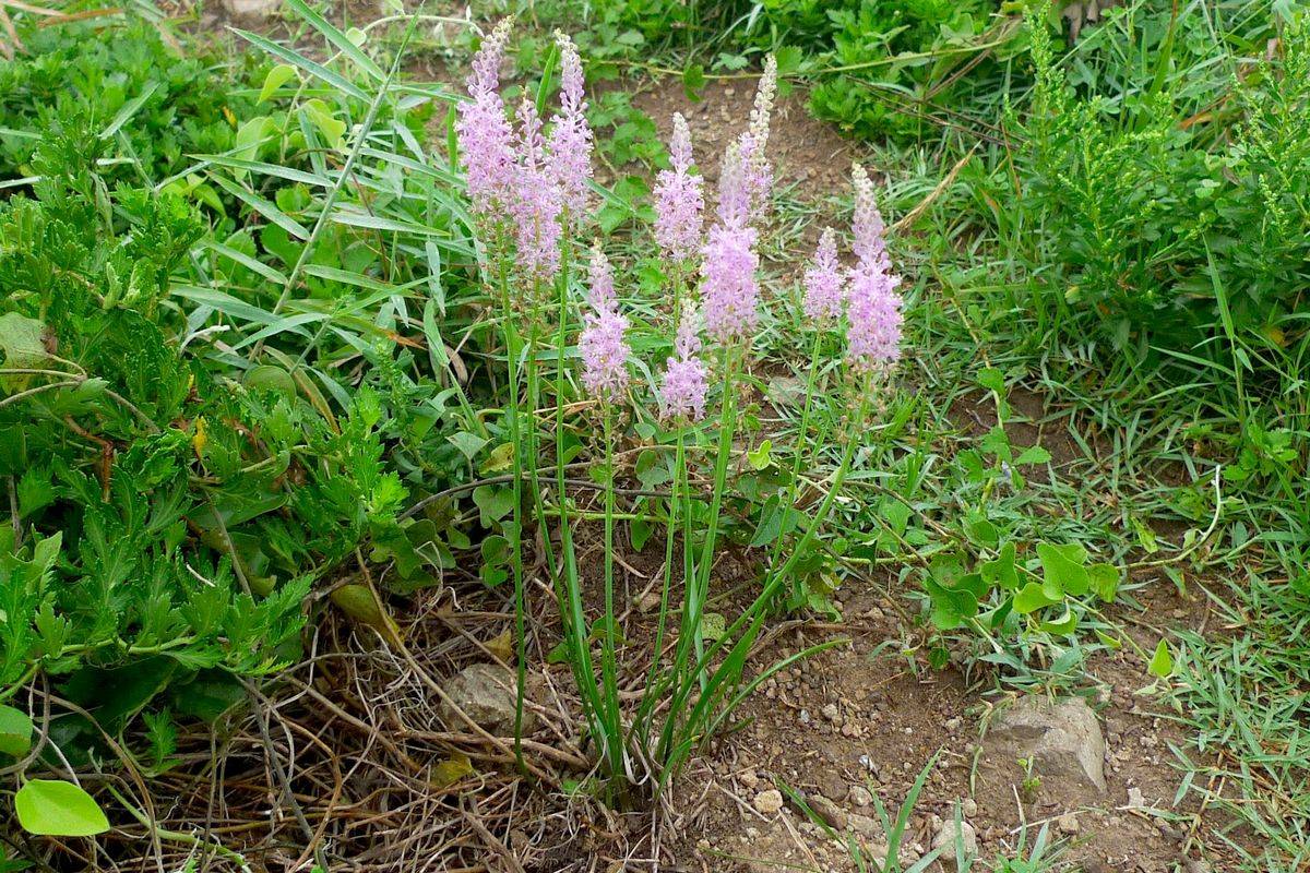我见到的山东本土植物和园林栽培植物(278)绵枣儿