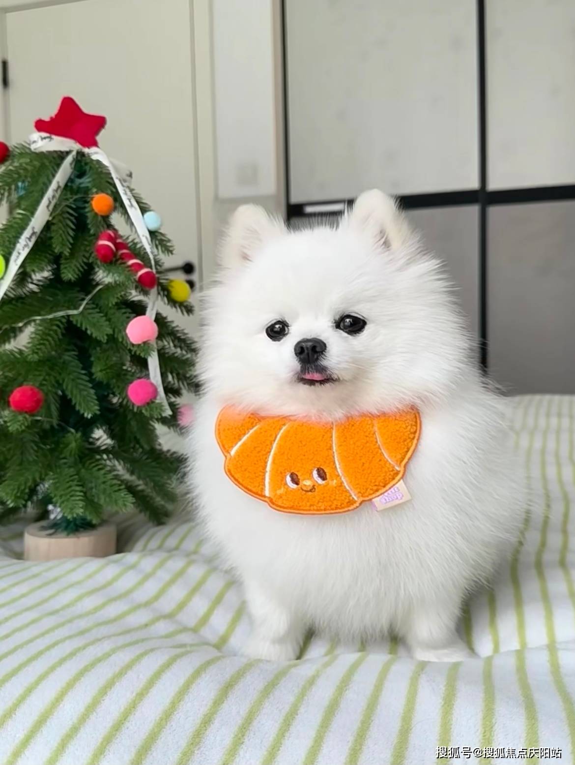 武汉买博美犬首页网站(武汉武昌区)哪家宠物店有卖博美犬的