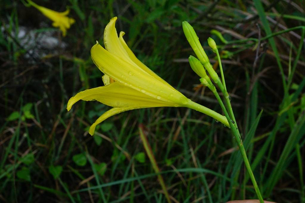 我见到的山东本土植物和园林栽培植物(284)黄花菜