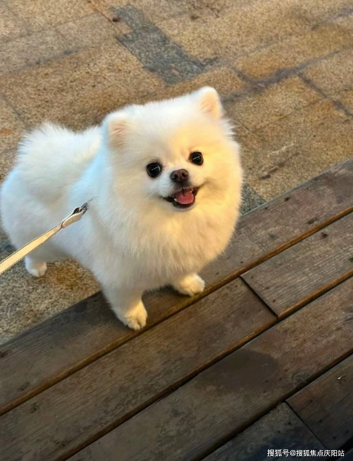 广州买博美犬首页网站(广州天河区)哪里有卖博美犬的宠物市场