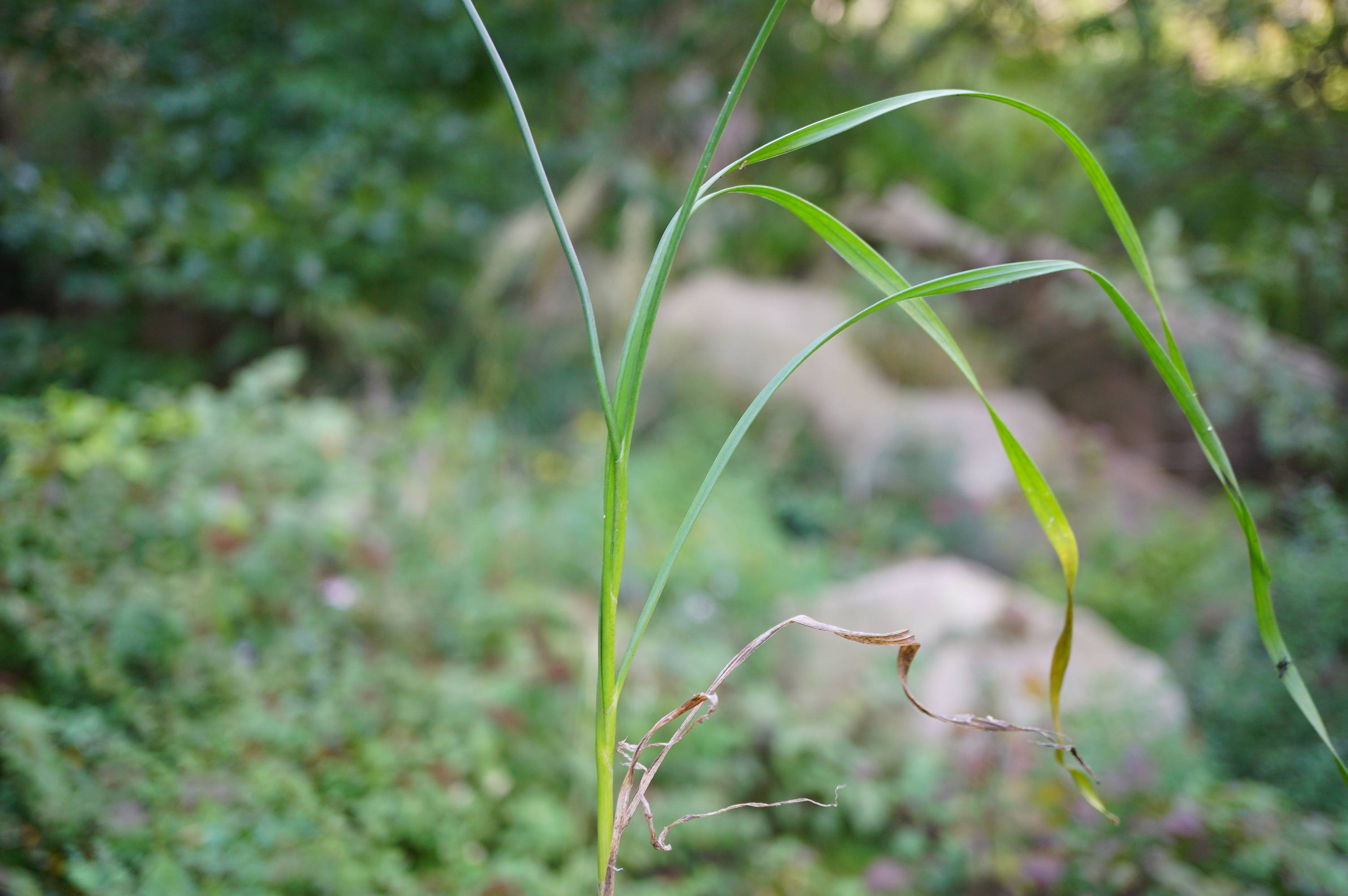 我见到的山东本土植物和园林栽培植物(292)矮齿韭