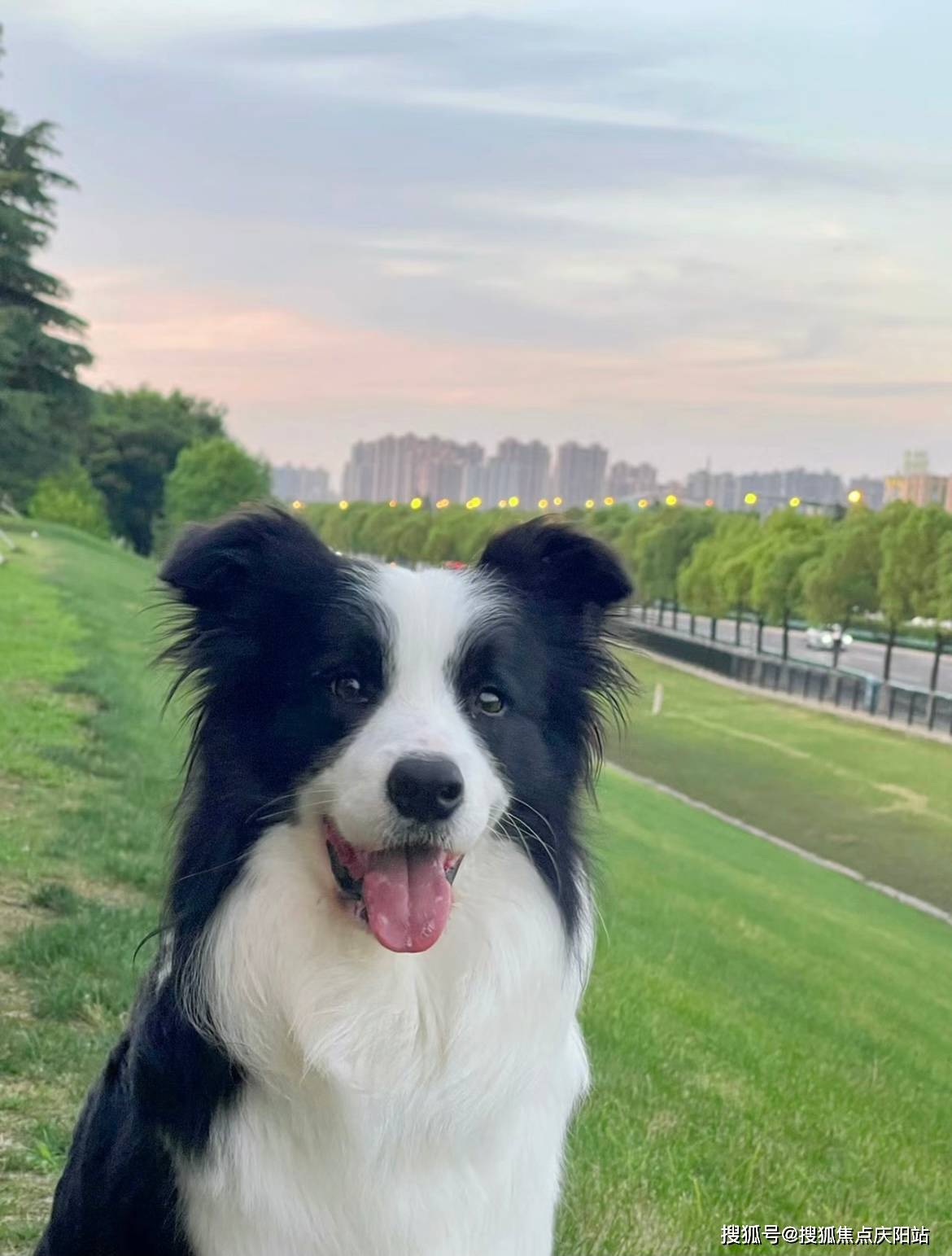 西安买边牧犬首页网站(西安未央区)买边牧犬在哪里买靠谱又便宜
