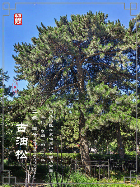 七栝之谜又一例:门头沟龙泉镇黑山公园里的古树