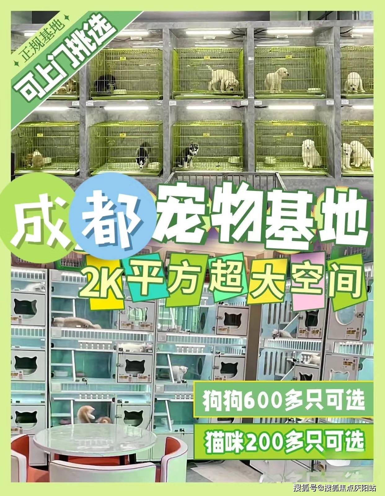 成都成华区哪里可以买到品相好的萨摩耶犬?