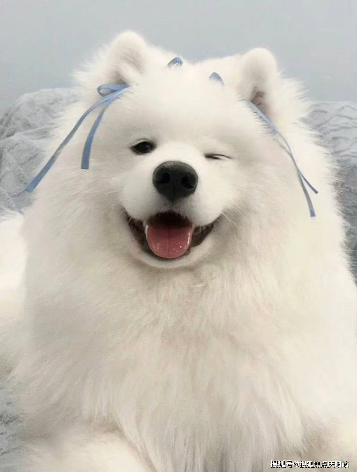 深圳买萨摩耶犬首页网站(深圳南山区)买萨摩耶犬在哪里买靠谱又便宜