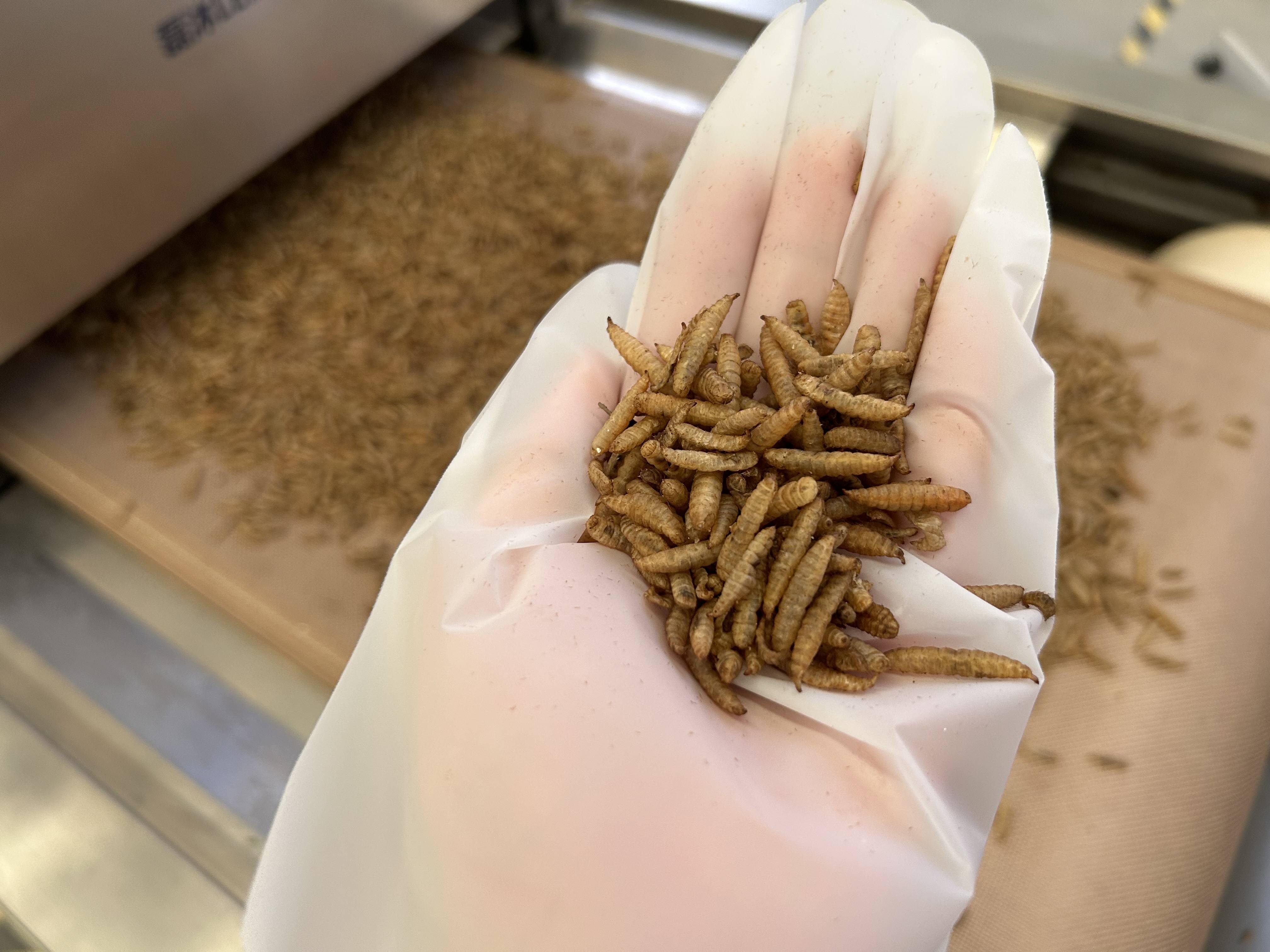 隧道式黑水虻微波烘干设备与柜式烘干机相比有哪些优势