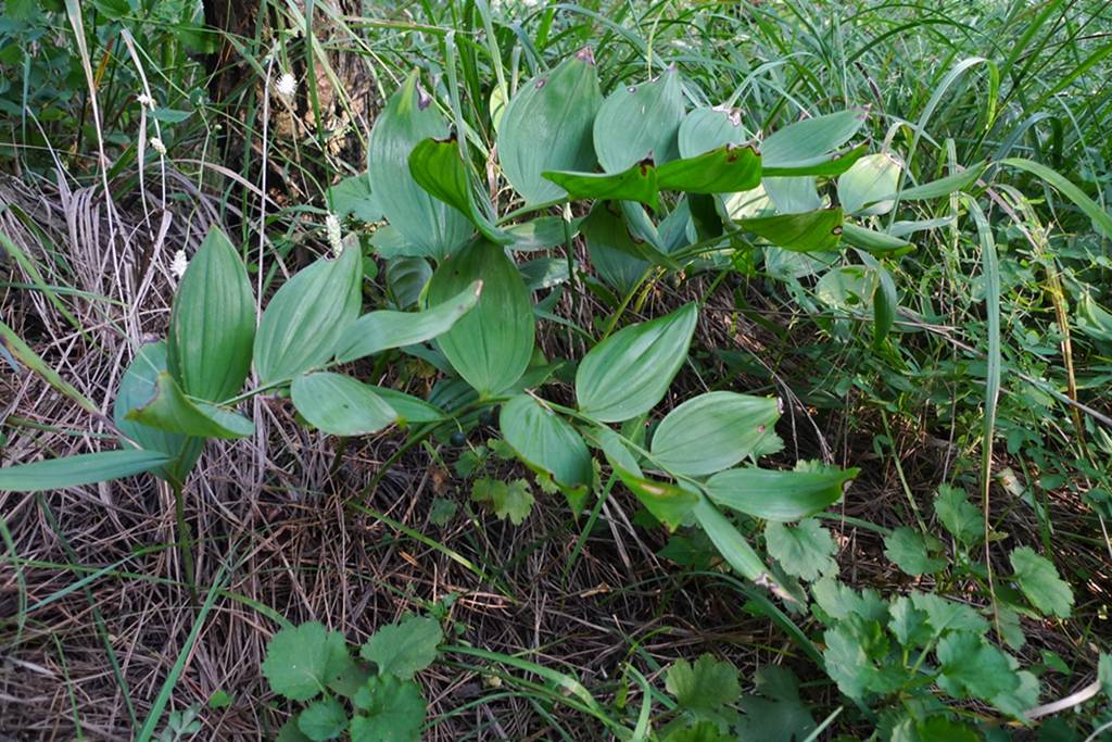 我见到的山东本土植物和园林栽培植物