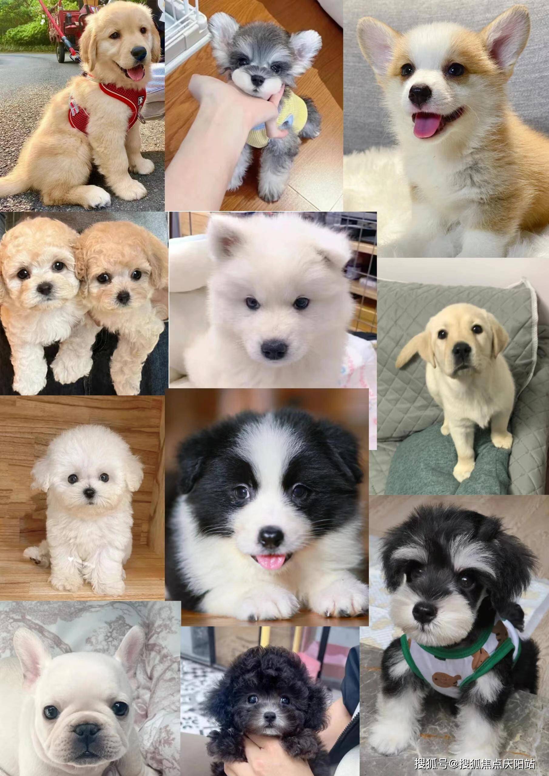 长沙买阿拉斯加犬首页网站(长沙芙蓉区)哪里有卖阿拉斯加犬的宠物市场