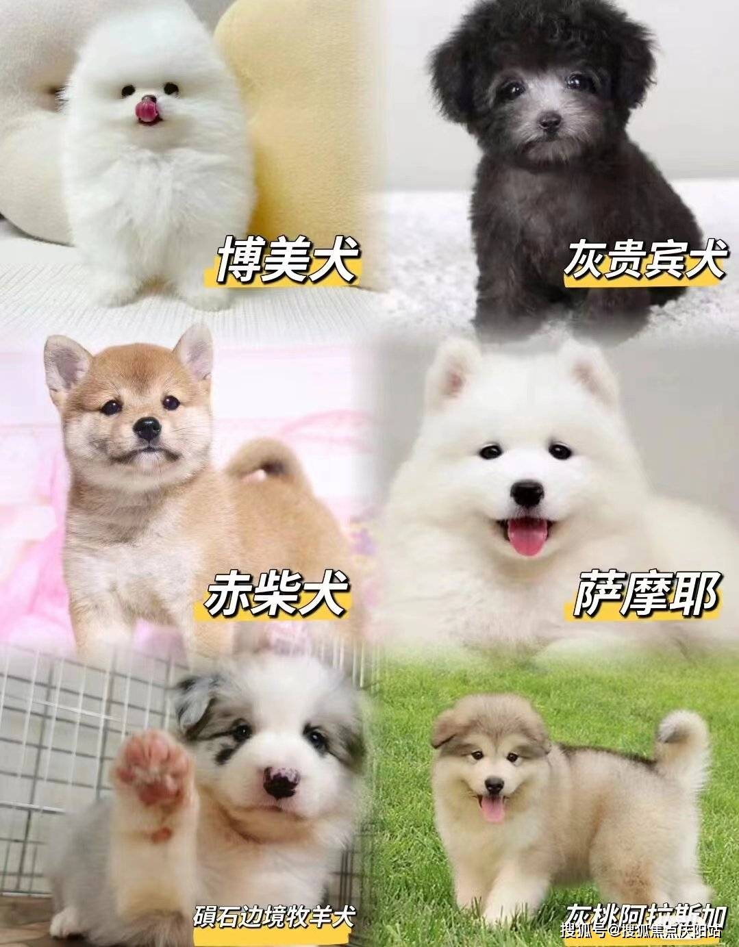 昆明买阿拉斯加犬首页网站(昆明官渡区)阿拉斯加犬多少钱一只